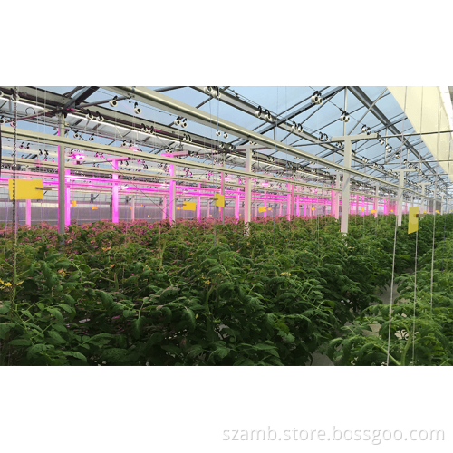 E27/E26 Led grow light 3W